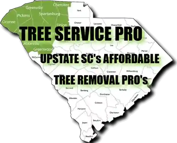 Affordable Tree Removal  Cutting Service